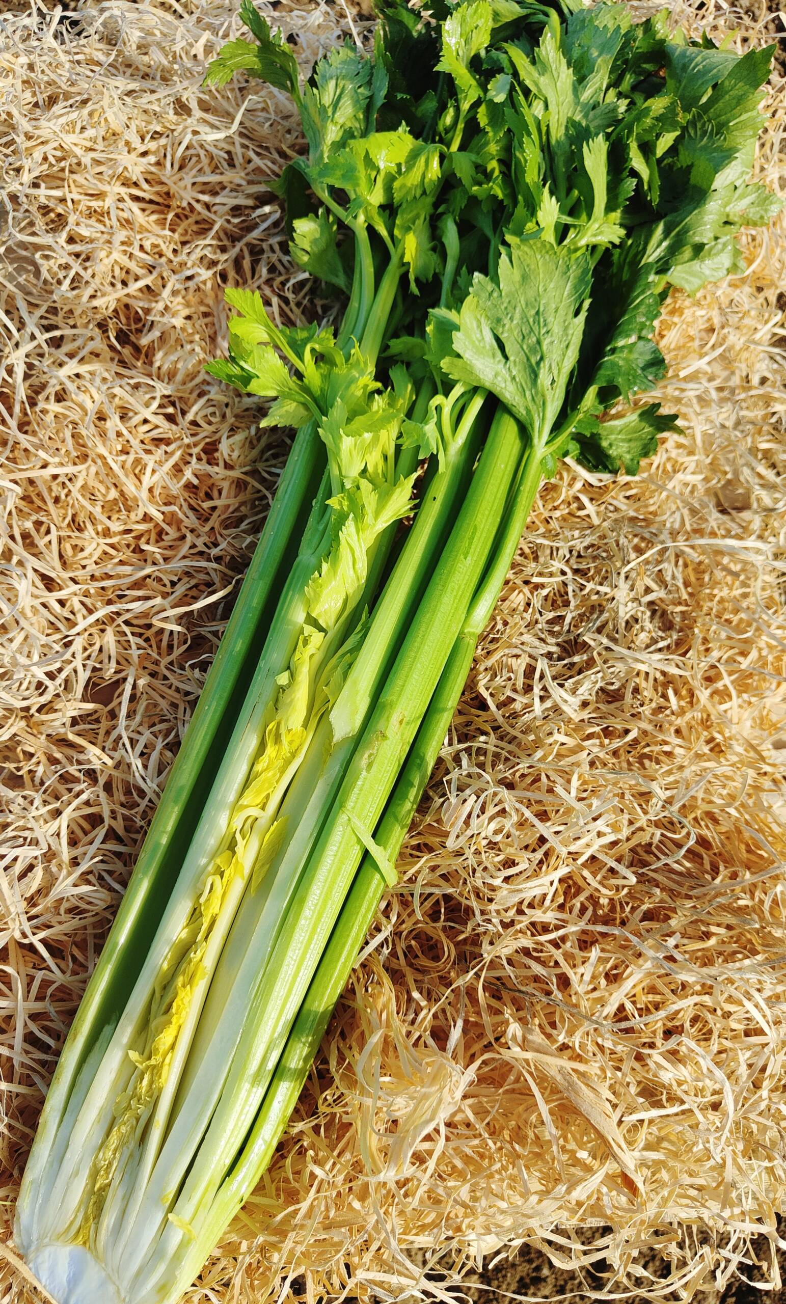 PANIER DE LÉGUMES 4 personnes- A commander avant 16h le mardi pour réception  le mercredi. - La Coccinelle