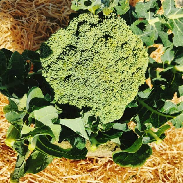 Brocoli