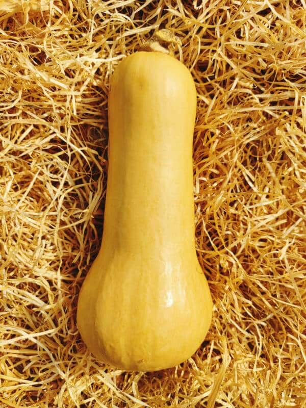 Butternut