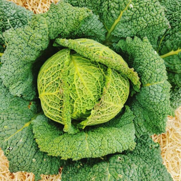 Chou-Vert frisé