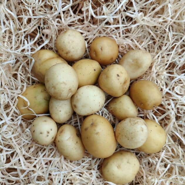 Pommes de Terre grenaille/mitraille