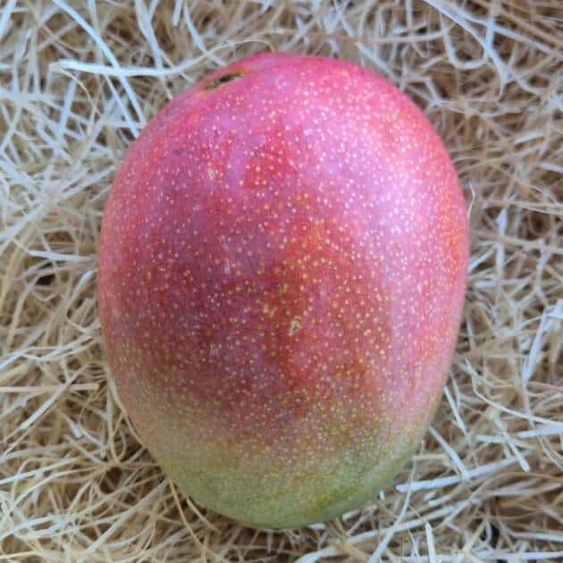 Mangue Avion (Philibon)